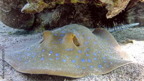 Close-up blue spotted stingray on the seabed in the Red Sea  Eilat  Istael
