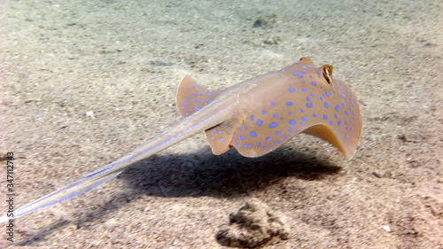 Blue spotted stingray swims in the Red Sea, Eilat, Istael