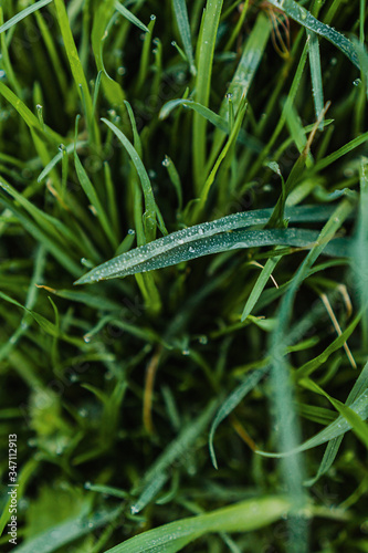 green grass with drops of morning dew