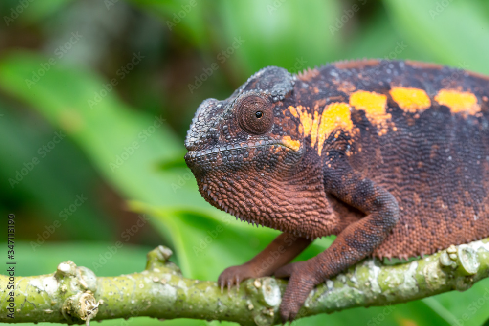Fototapeta premium An earth-colored chameleon on a branch