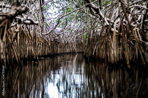 Mangrove in lagoon near Princess Town, Ghana