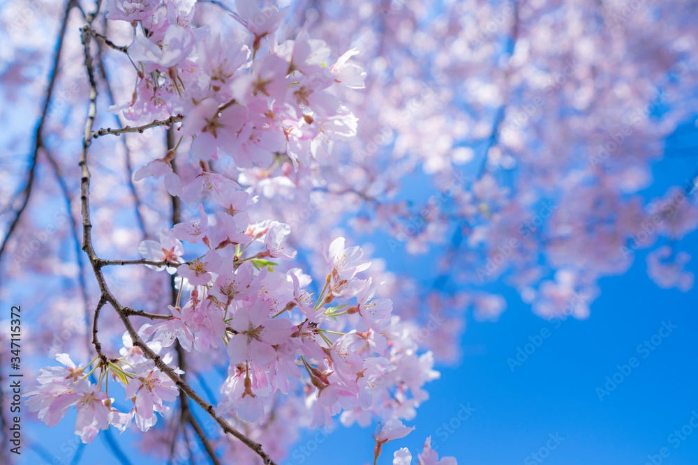 立府の桜