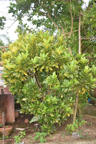 garden tree
