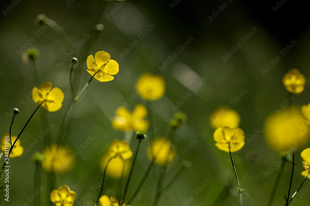 Fototapeta premium Bouton d'or