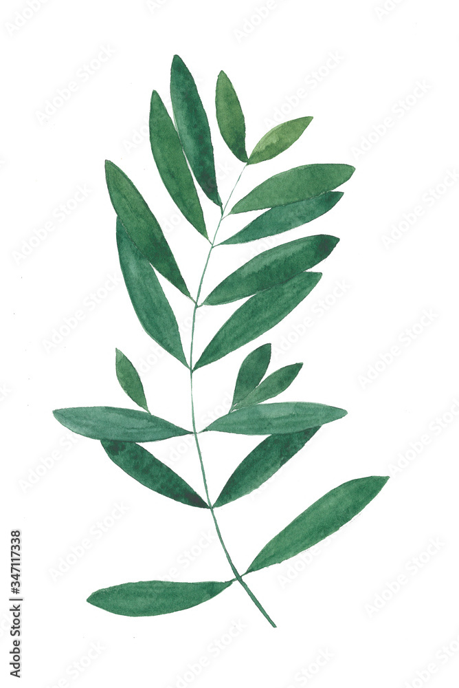 Green leaves isolated Watercolor Illustration Green leaves isolated Watercolor Illustration