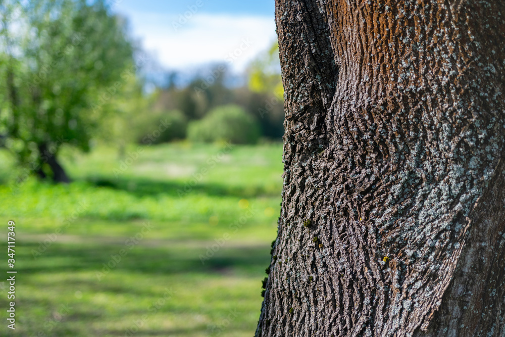 Closeup of amazing tree bark with a blurred green park in sunny day as a background. Closeup of amazing tree bark with a blurred green park in sunny day as a background.