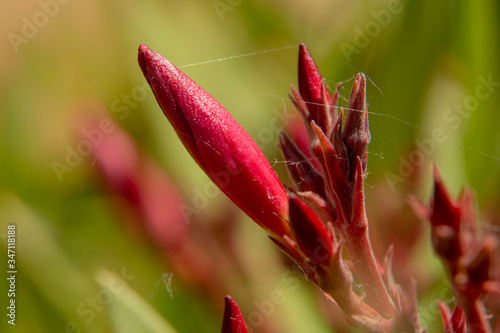 red flower in the garden