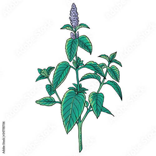 green mint plant with purple flowers