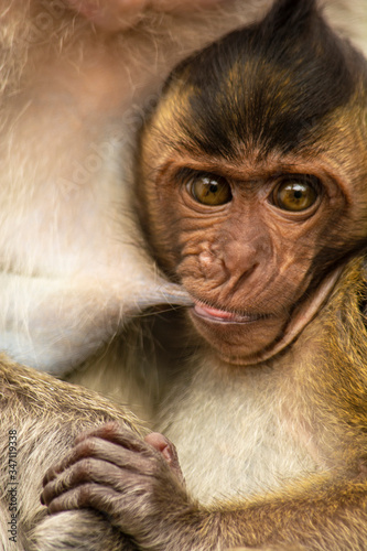 close up of a young baboon SUCKLING © Antonio