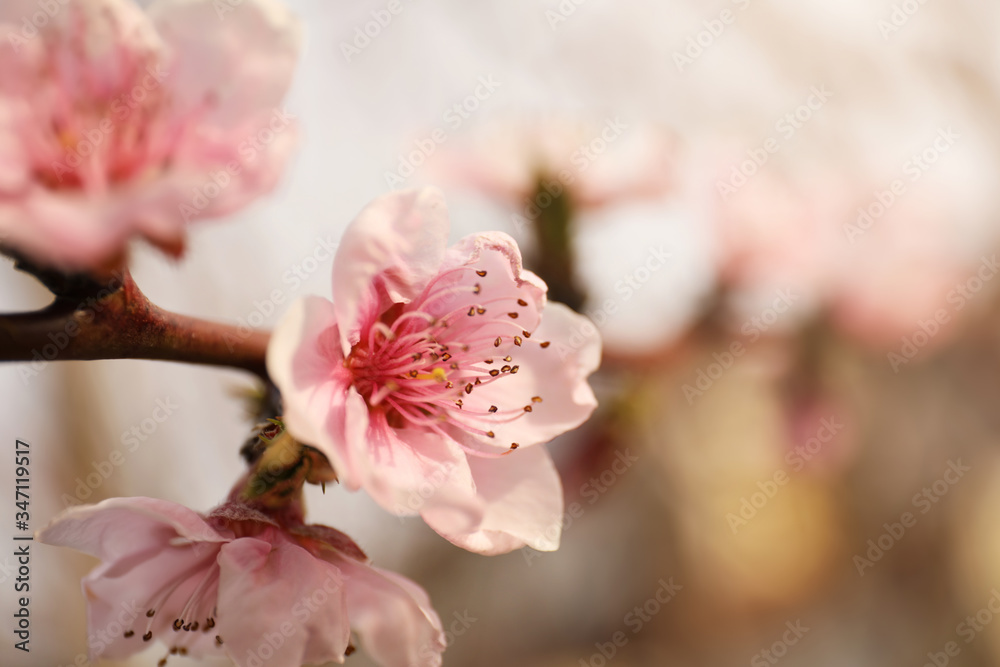 Closeup view of blossoming tree outdoors on spring day Closeup view of blossoming tree outdoors on spring day