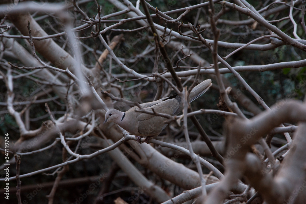 pigeon among the branches
