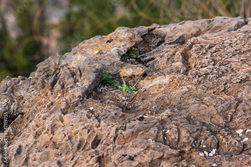 small plant growing on a rock