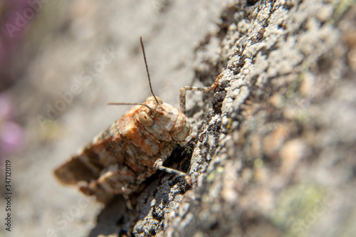 a grasshopper on a rock © Antonio