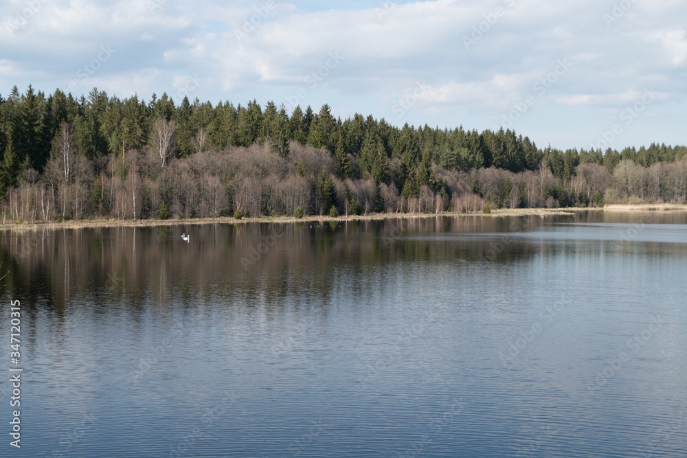 beautiful lake in the forest