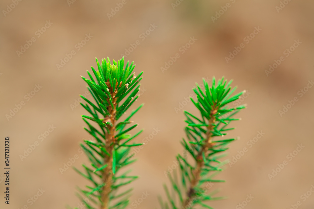 Young conifers on a defocused background. The concept of ecology and nature conservation. Young conifers on a defocused background. The concept of ecology and nature conservation.