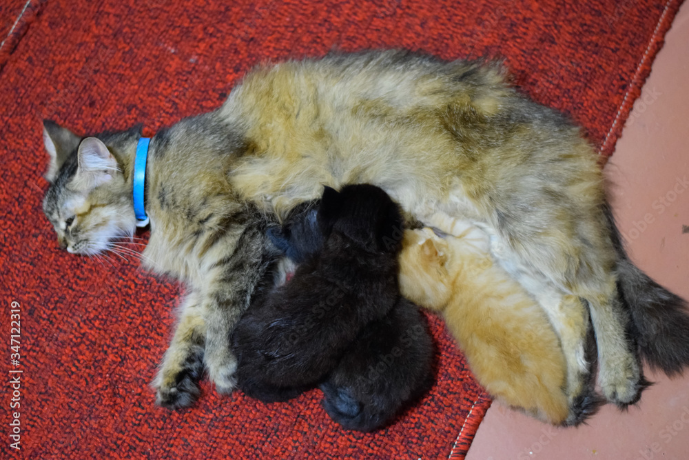 Cat mom feeds kittens milk. Kittens and cat lie on the carpet