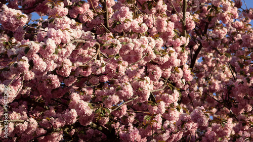 Cherry Blossom in Berlin