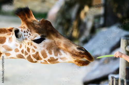 Photography Giraffe being fed