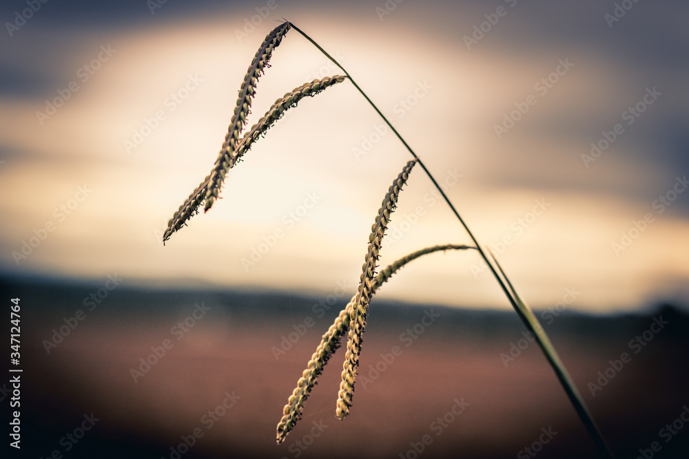 Fotografie Mindfulness herb with sky in the background