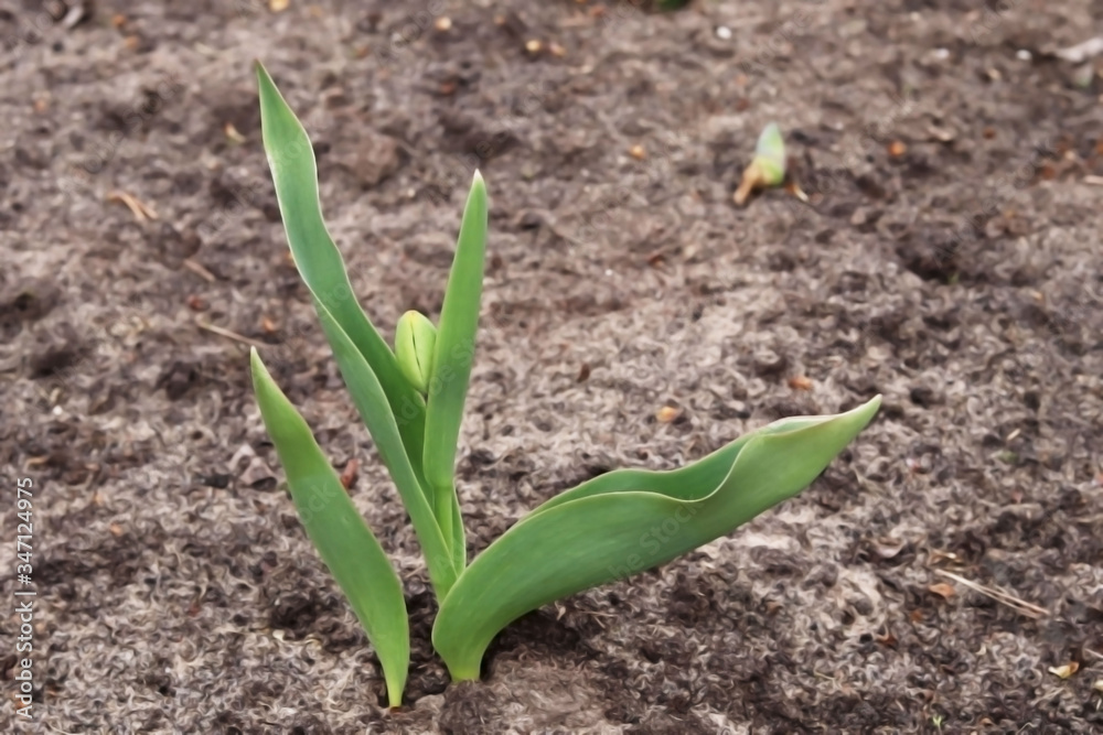 flowers tulips in early spring in the ground flowers tulips in early spring in the ground