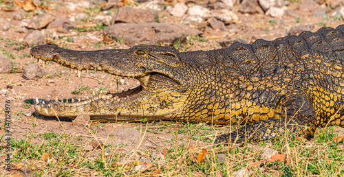 Nile crocodile (Crocodylus niloticus) in the Chobe National Park, Botswana