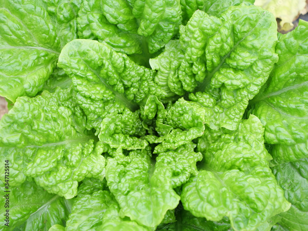 Spinach close up from directly above Spinach close up from directly above