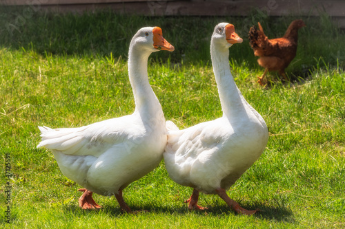 Two white geese are walking in the back yard.