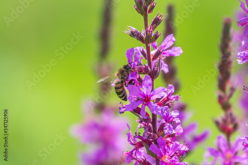 A bee collects nectar from bright purple Loosestrife flowers.