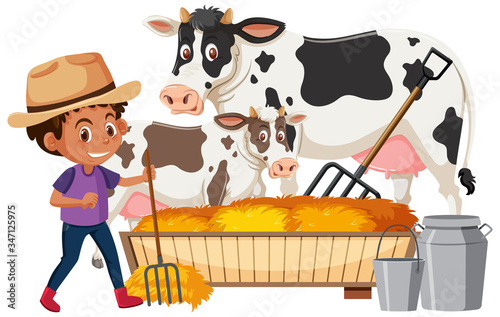 Farmboy feeding cows on white background