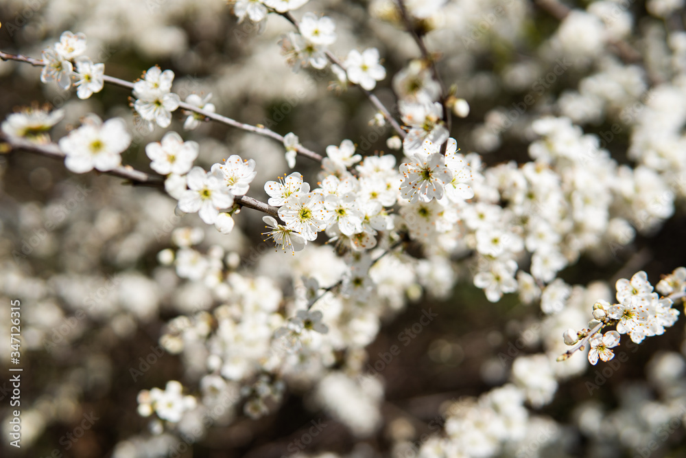 Obraz premium Bunches of cherry blossom with white flowers.