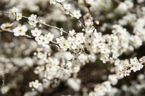 Bunches of cherry blossom with white flowers.