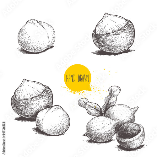 Hand drawn sketch style macadamia nuts set. Whole, peeled, single and group. Vector illustrations isolated on white background.