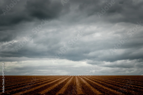 Furrowed ploughed potato field receding to vanishing point amid a stormy sky.