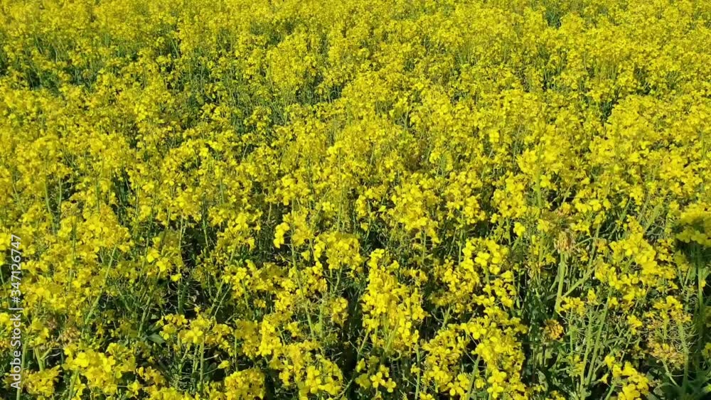 Yellow rape oil flowers on the fields Yellow rape oil flowers on the fields