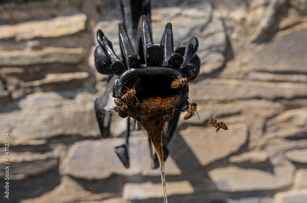Wilder Bienen unter dem Wasserhan beim Brunnen Stock Photo Adobe Stock
