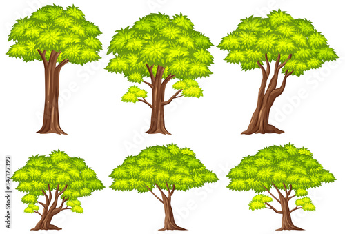 Big green trees on white background