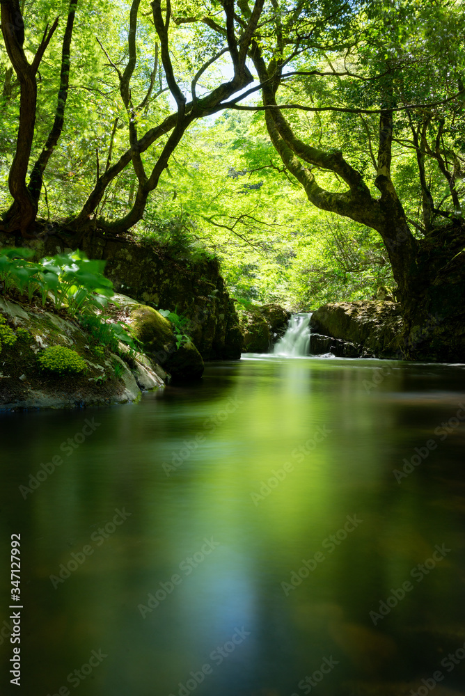 春の渓流と滝 春の渓流と滝