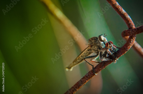 robberfly y mosca comun