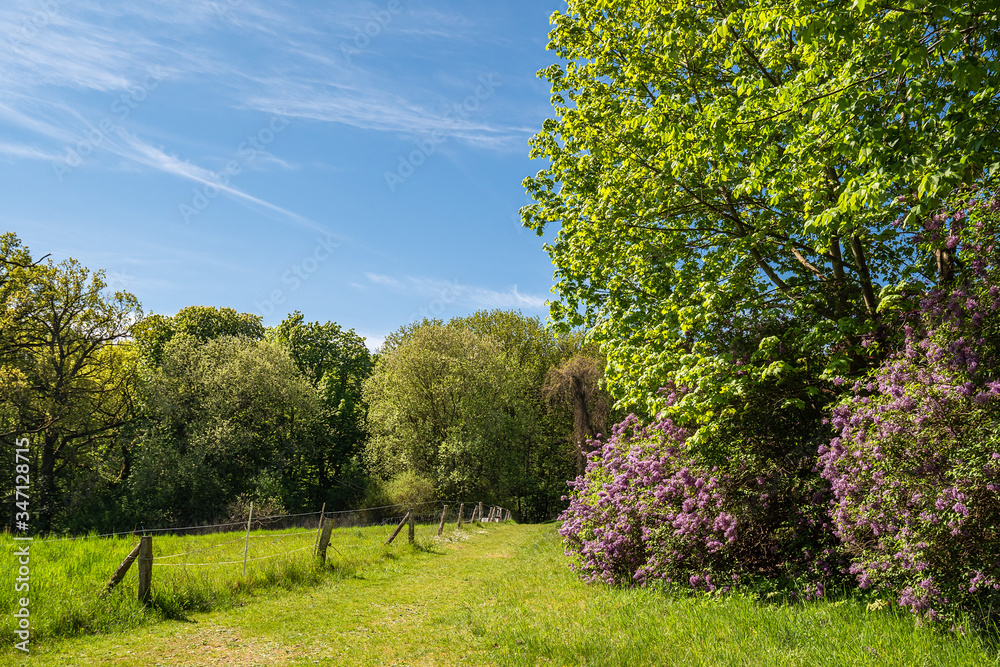 Fototapeta premium Landschaft mit Feld und Bäumen bei Kuchelmiß