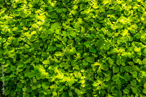 green background with leaves