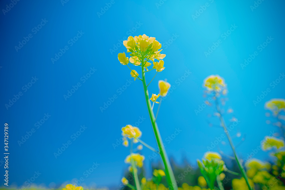 Fototapeta premium 菜の花畑