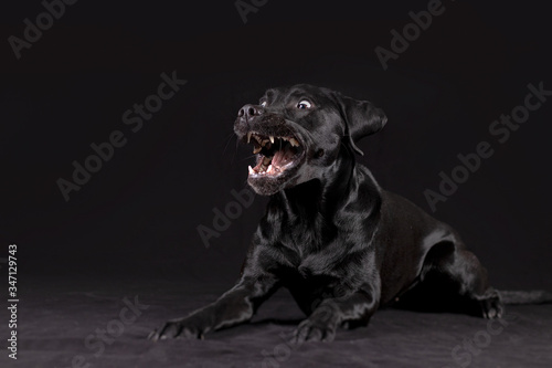 Fototapeta Naklejka Na Ścianę i Meble -  Labrador lustiges Gesicht im Studio