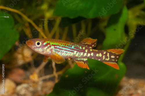 Very nice aquarium fish Fundulopanchax mirabilis. Fundulopanchax is a genus of killifish living in near-coastal fresh water streams and lakes in Western Africa. photo