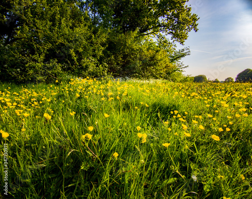 Fototapeta Naklejka Na Ścianę i Meble -  field of dandelions