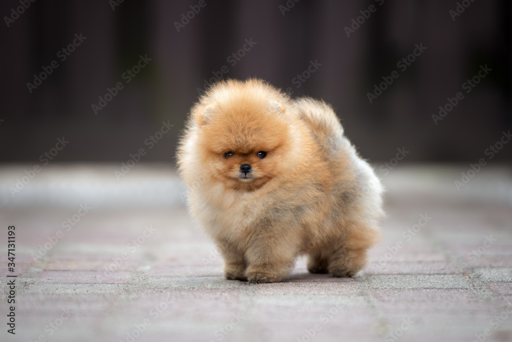 adorable red pomeranian spitz puppy standing outdoors