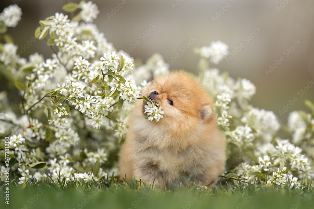 funny fluffy puppy biting a blooming tree branch outdoors