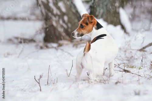 Small Jack Russell terrier dog walking on snow covered ground in winter near small trees, view from rear, her face covered with white crystals