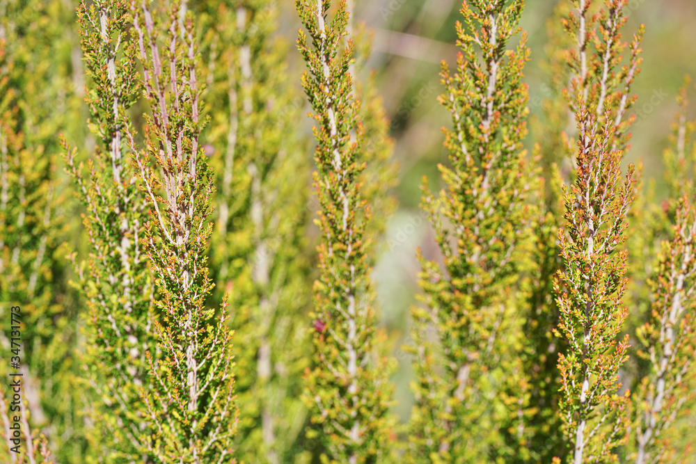 Local flora - grass and small bushes, most of it endemic to Madagascar growing in Andringitra National Park as seen during trek to peak Boby Local flora - grass and small bushes, most of it endemic to Madagascar growing in Andringitra National Park as seen during trek to peak Boby