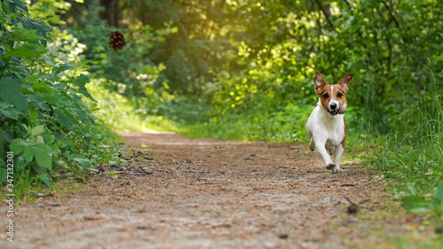 Small Jack Russell terrier walking on forest road, coniferous cone in her mouth, another one flying mid air, grass and trees background