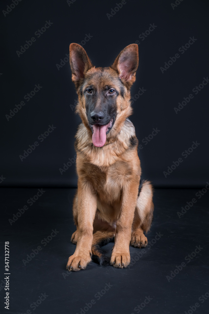 Portrait of a German Shepherd, 3 years old, sit in full body, in front of black background, copy-space